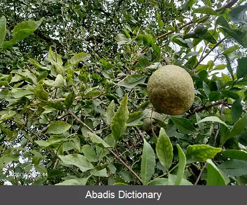 عکس بکرایی