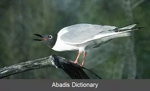 عکس کاکایی بناپارت