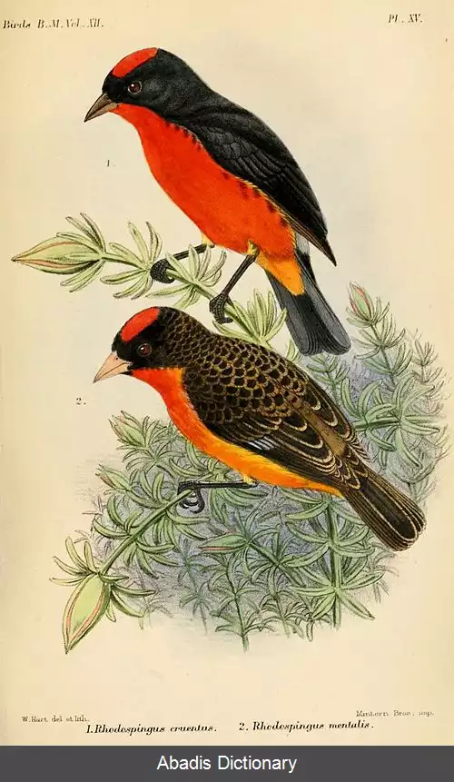 عکس سهره سینه زرشکی