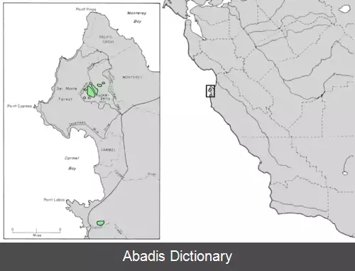 عکس سرو گوونی