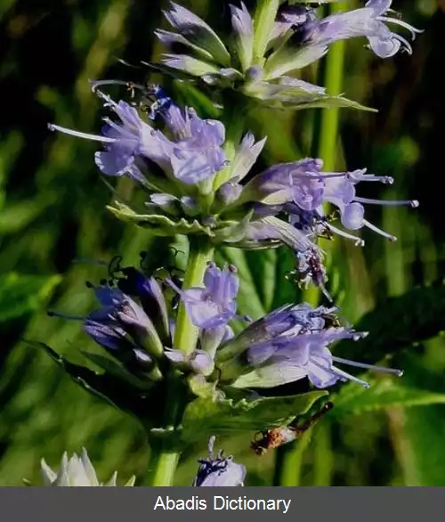 عکس زوفای بزرگ ارغوانی