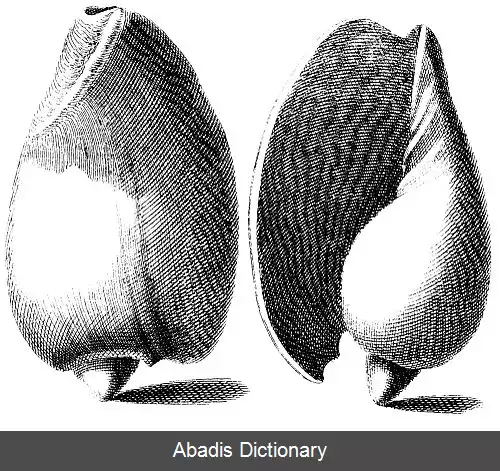 عکس زورقک آلگارو