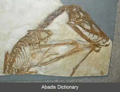 عکس زورق آرواره