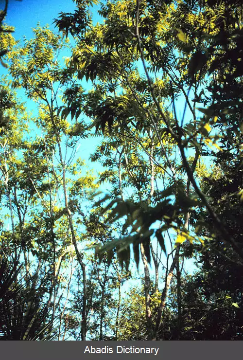 عکس فندوق صابونی