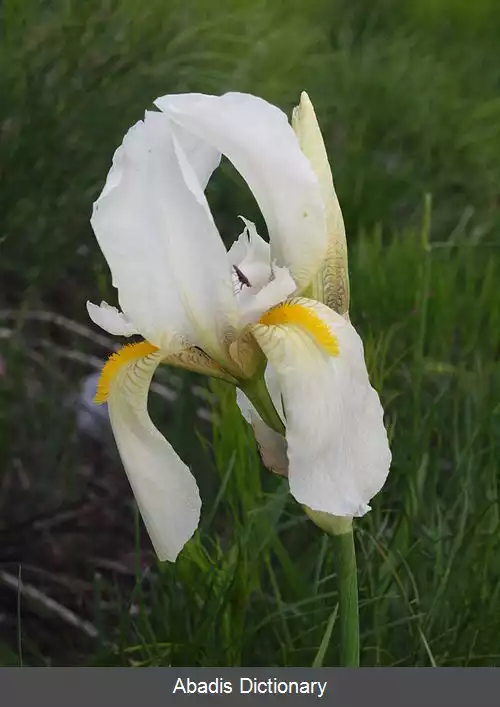 عکس زنبق ارینی