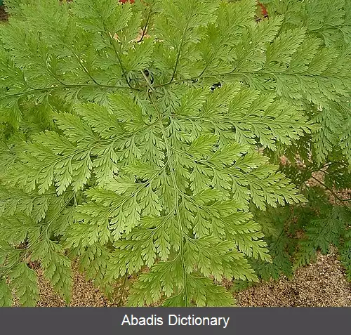 عکس سرخس پاخرگوشی قناری