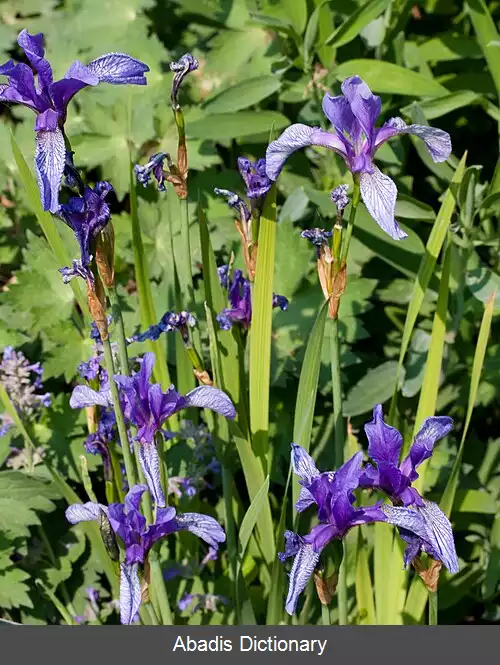 عکس زنبق روسی