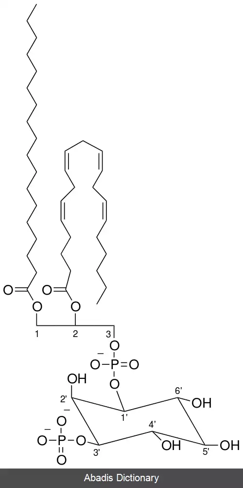عکس فسفاتیدیل اینوزیتول ۳ فسفات