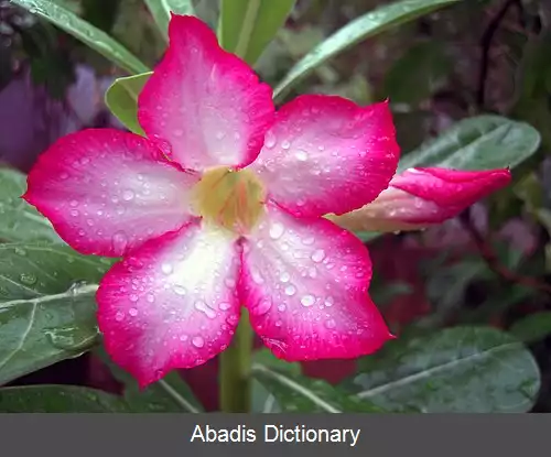 عکس رز صحرایی