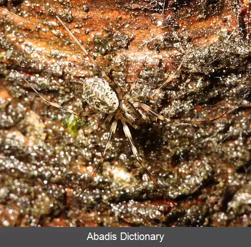 عکس عنکبوت های لحاف دوز