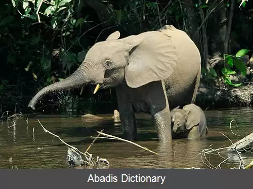عکس فیل جنگلی آفریقایی