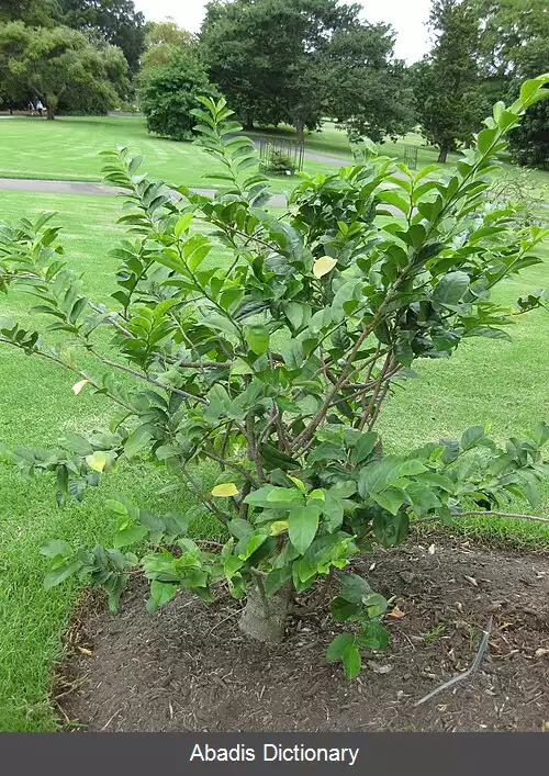 عکس استربلوس اسمیتی