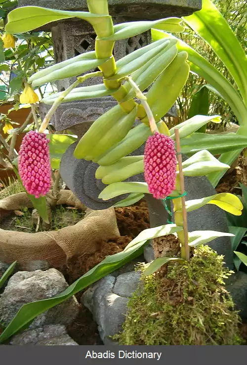 عکس ارکیده های کیسه ای