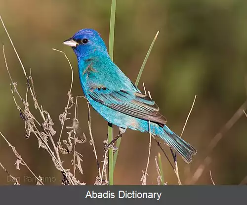 عکس زردپره نیلی