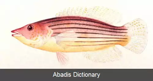 عکس زمردماهی هشت خطه