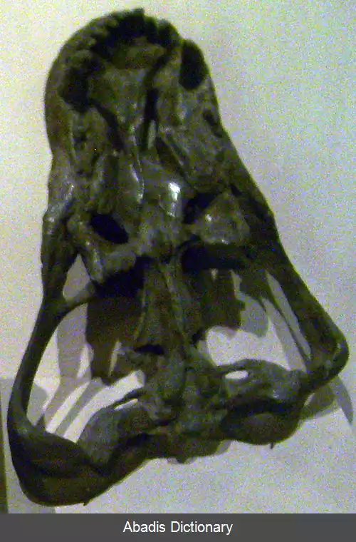عکس ددآرواره