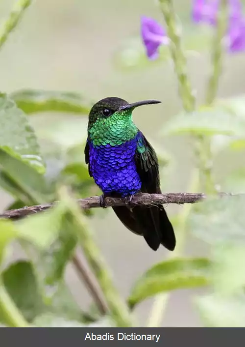 عکس چوب پری دم چنگالی