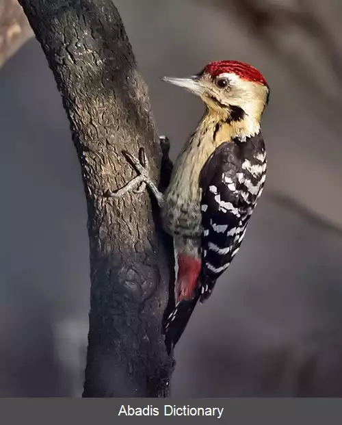 عکس دارکوب سینه گندمی