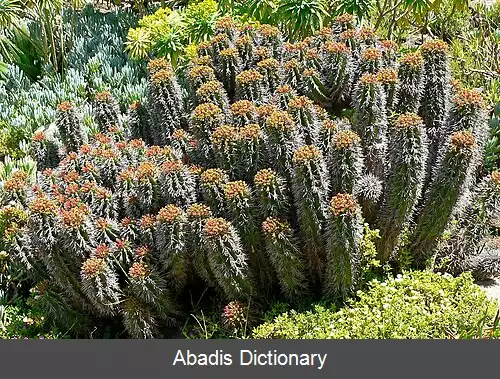 عکس فرفیون هوریدا