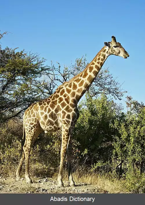 عکس زرافه آنگولایی