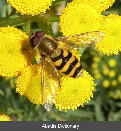 عکس مگس سیرفینی