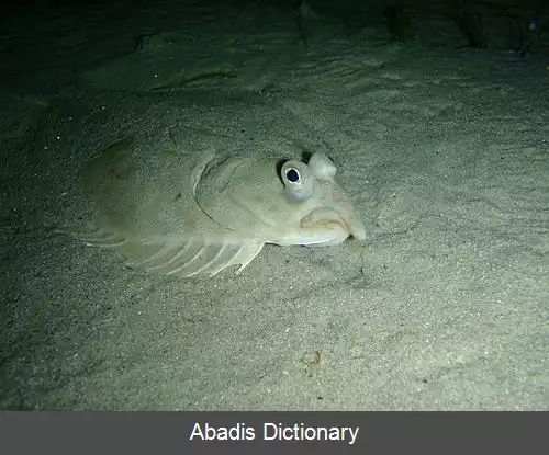 عکس کفشک پشت سبز
