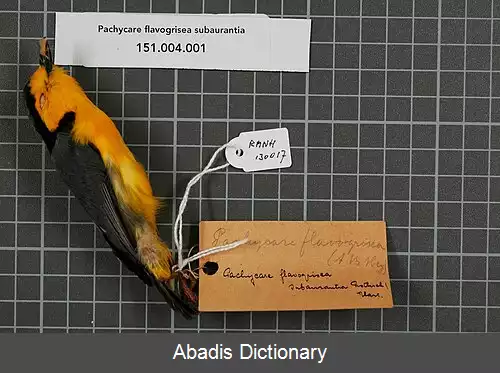 عکس زرین رخ