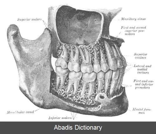 عکس دندان های آسیای بزرگ