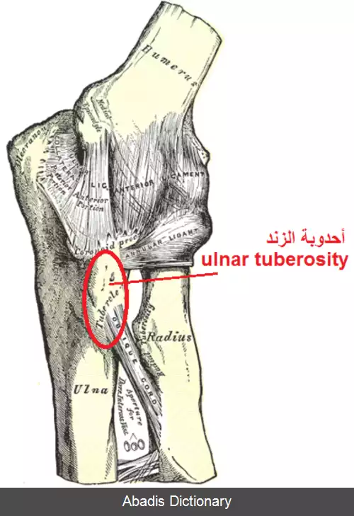 عکس برجستگی زند زیرین