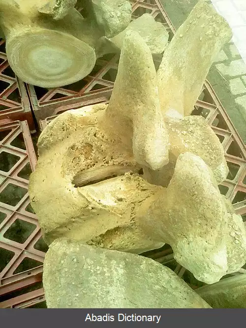 عکس انکیلوز