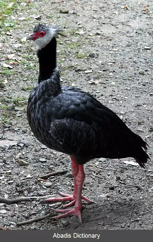 عکس فریادکش شمالی