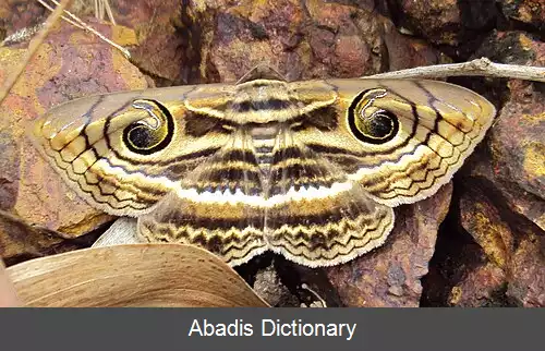 عکس فریب در جانوران