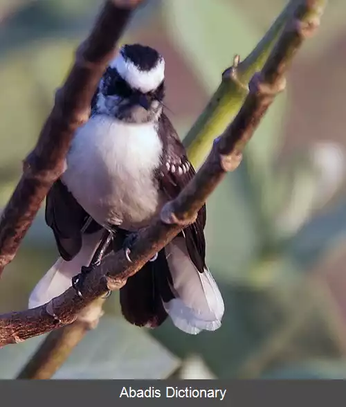 عکس دم بادبزنی ابروسفید