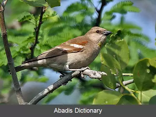 عکس گنجشک های صخره