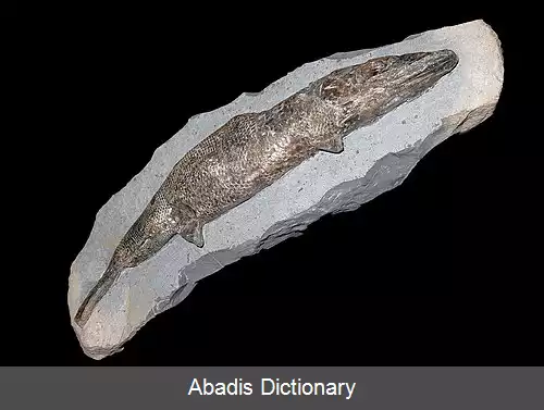 عکس خاجی آرواره سانان