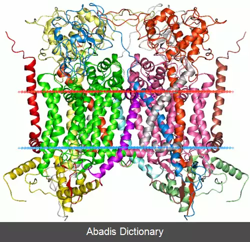 عکس سیتوکروم ب