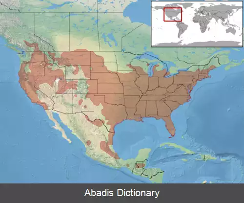 عکس قمچه مار شرقی