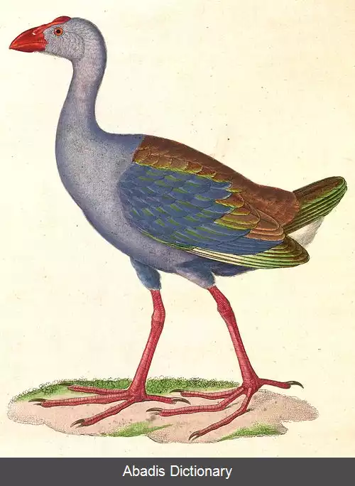 عکس طاووسک فیلیپین