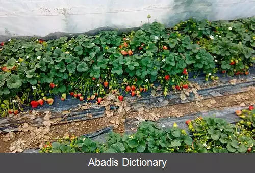 عکس بندسراجی