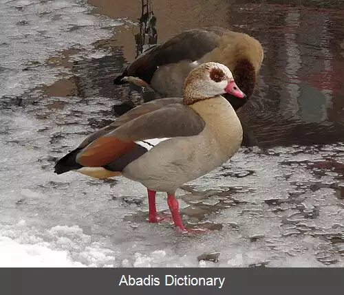 عکس غاز مصری