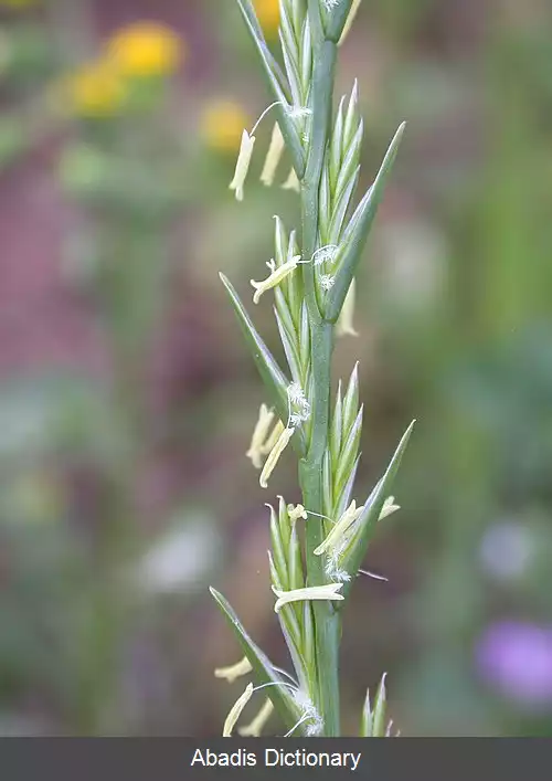 عکس چچم شکننده