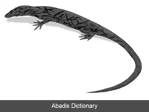 عکس بزمجه پانای