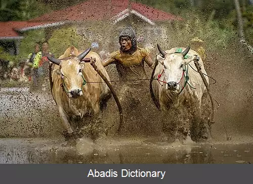 عکس پاچو جاوی