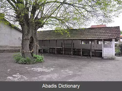 عکس دونگی راچنیک