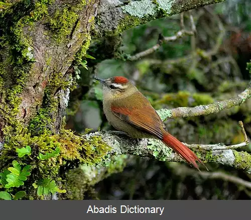 عکس دم تیزک رنگ پریده