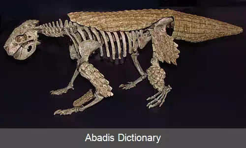 عکس کوتاه بینی سوسمار