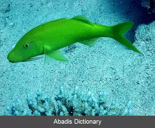 عکس بزماهی زین طلایی