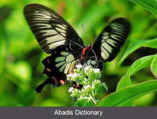 عکس رز سری لانکایی (پروانه)