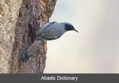 عکس سیبیای زیبا