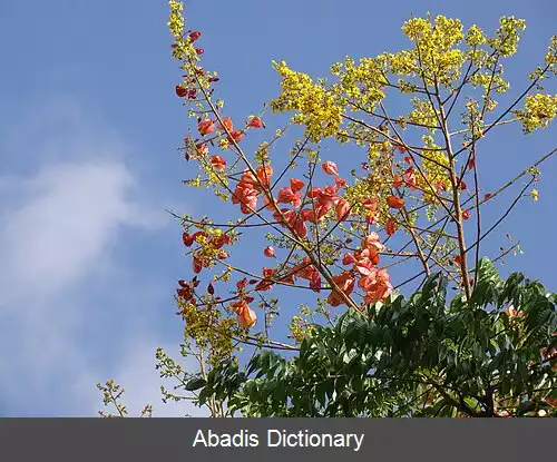 عکس باران طلایی